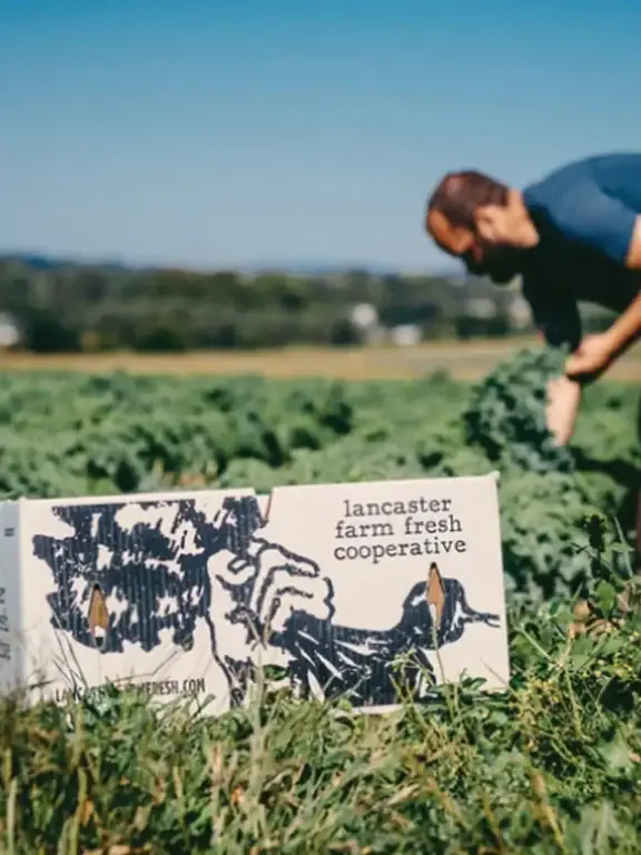 Local farmer partner Lancaster Farm Fresh Cooperative supplying organic produce to Busy Bee Organics Jersey City