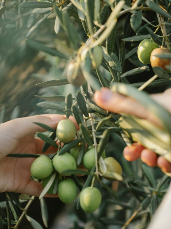 Fresh organic olives sourced locally for Busy Bee Organics